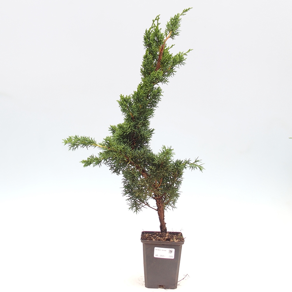 Vonkajšie bonsai - Juniperus chinensis Kishu -Jalovec čínsky