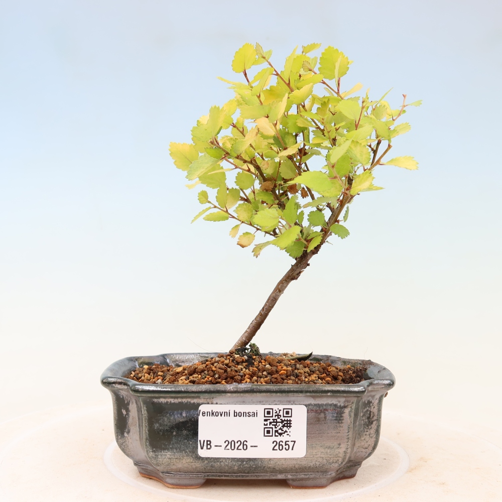 Vonkajší bonsai – trpasličia breza – Betula NANA Golden Treasure