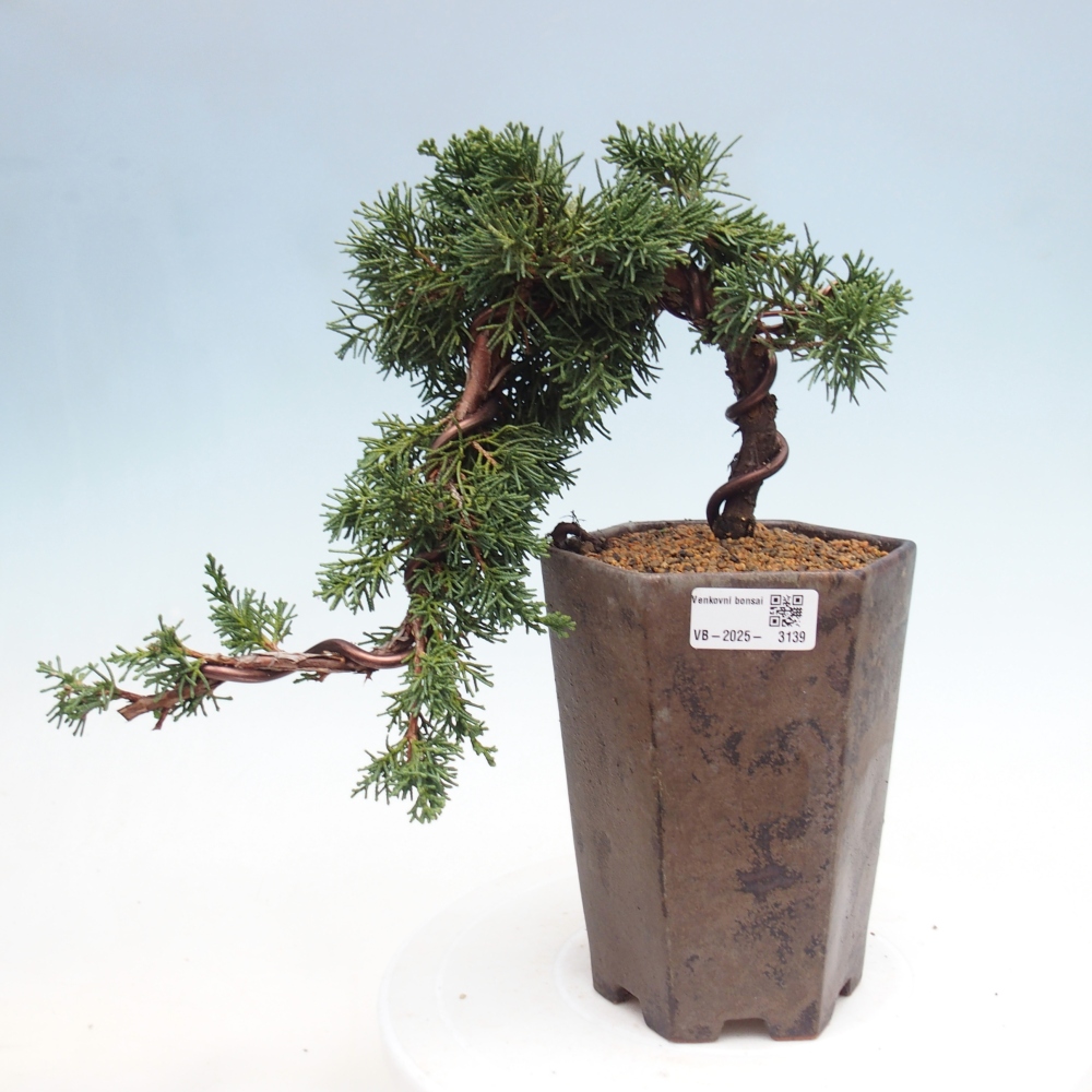 Vonkajší bonsai - Juniperus chinensis Kishu -Jalovec čínsky