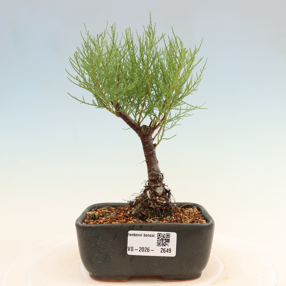 Vonkajšie bonsaje – Tamaryšek – Tamarix