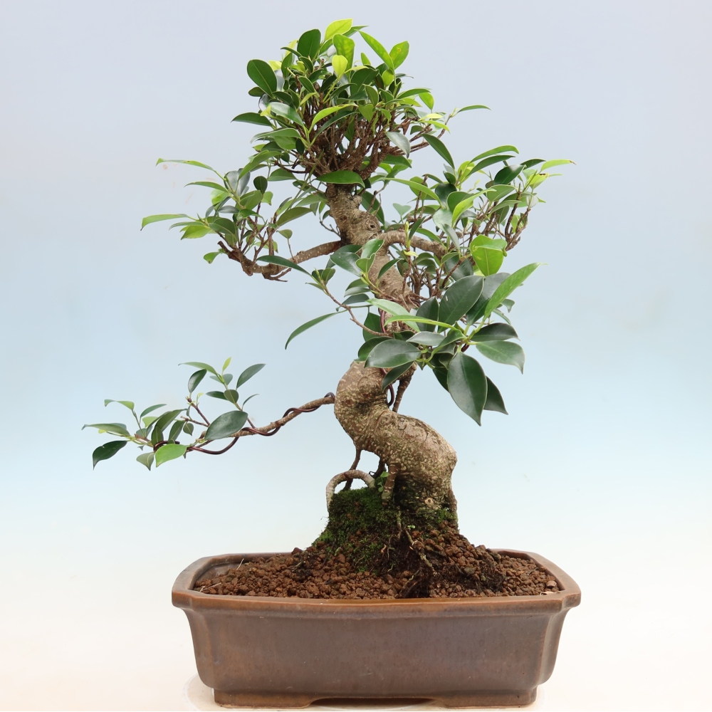 Izbové bonsaje - Ficus kimmen - drobnolistý fikus