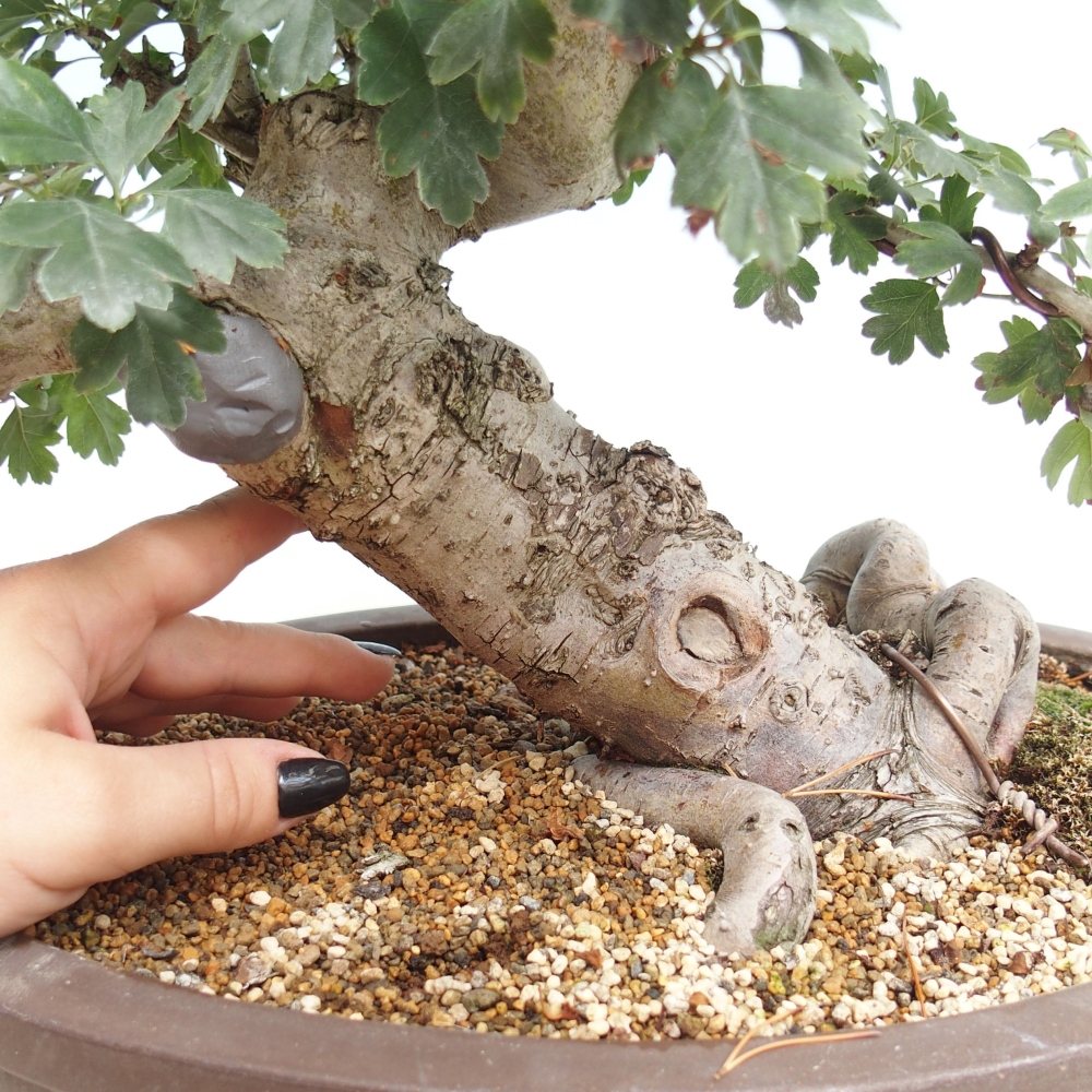 Vonkajší bonsai - Hloh ružový plnokvetý - Crataegus 
