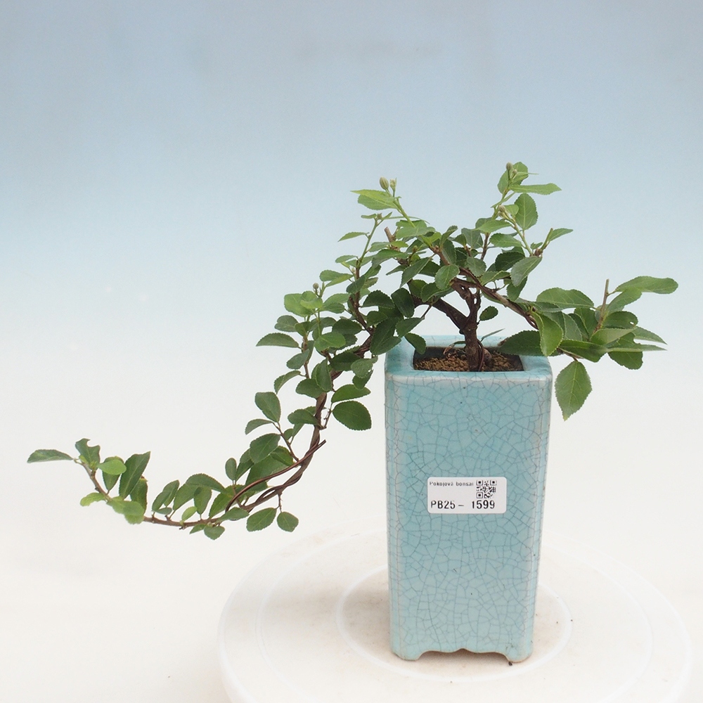 Izbová bonsai - Grewia occidentalis - Hviezdica levanduľová