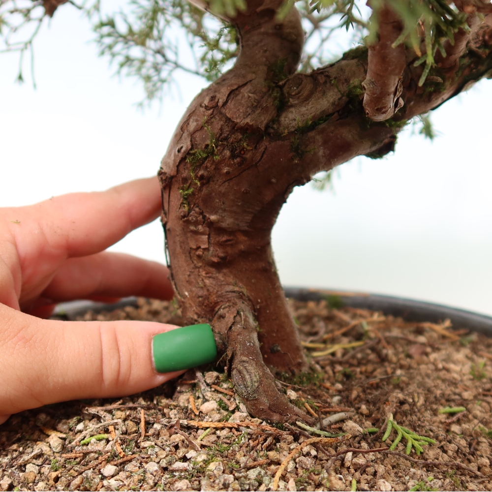 Vonkajší bonsai – Juniperus chinensis Itoigawa – čínsky jalovec