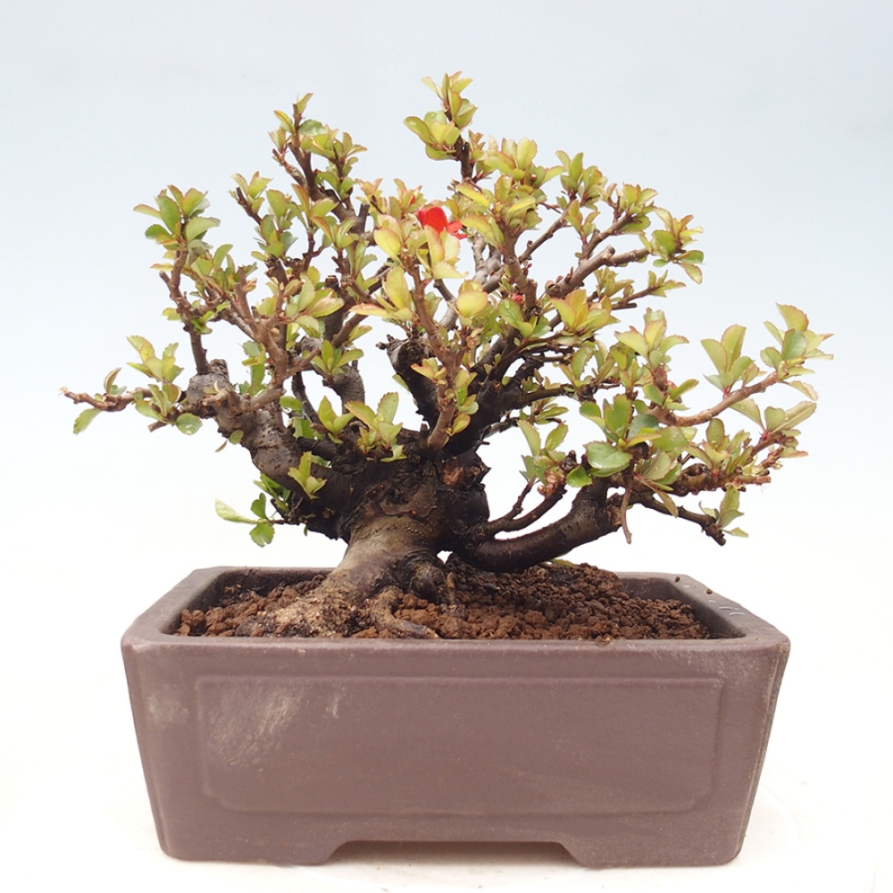 Vonkajšie bonsaje - Chaneomeles speciosa - Kdoule