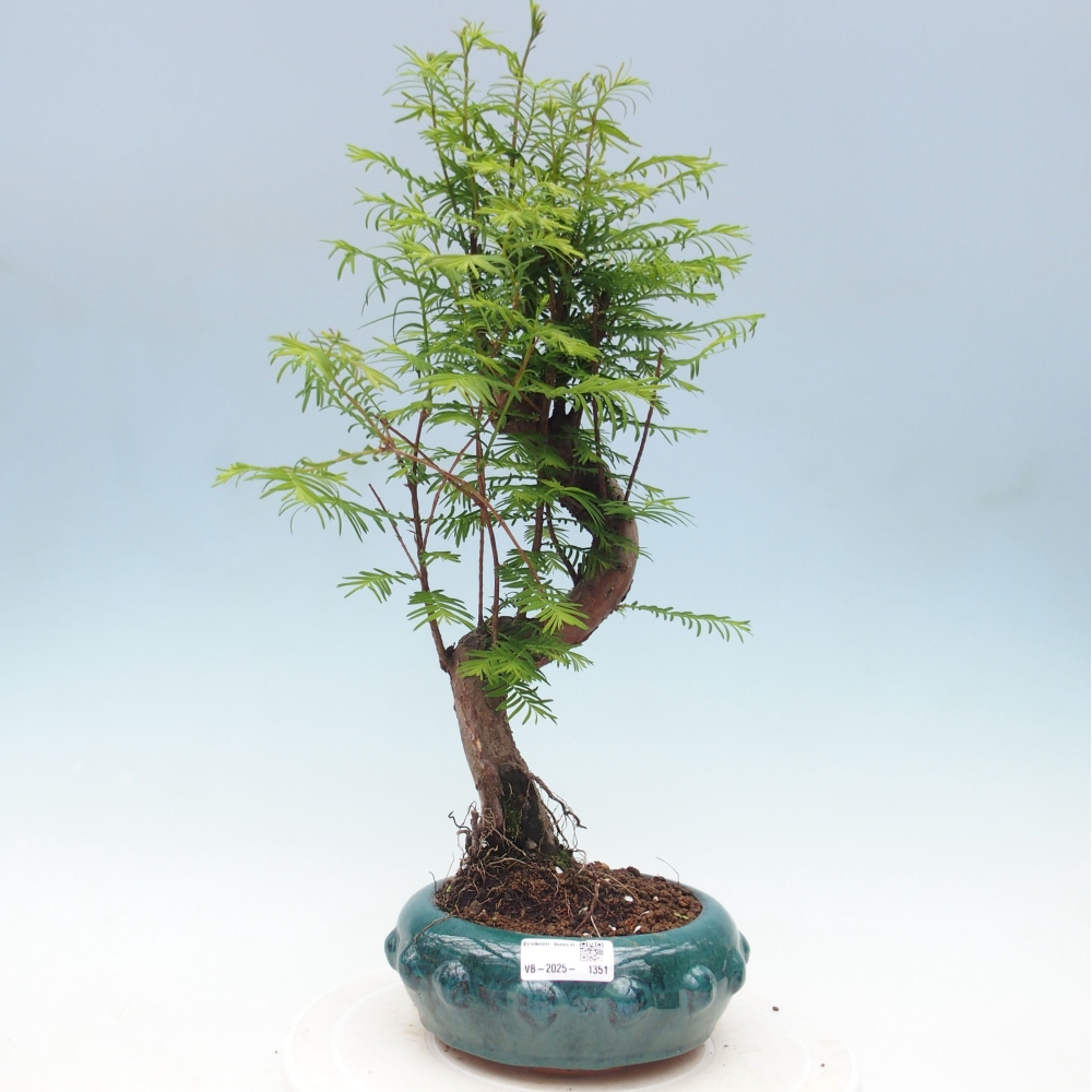 Vonkajšie bonsai - Metasequoia glyptostroboides - Metasekvoja Čínska