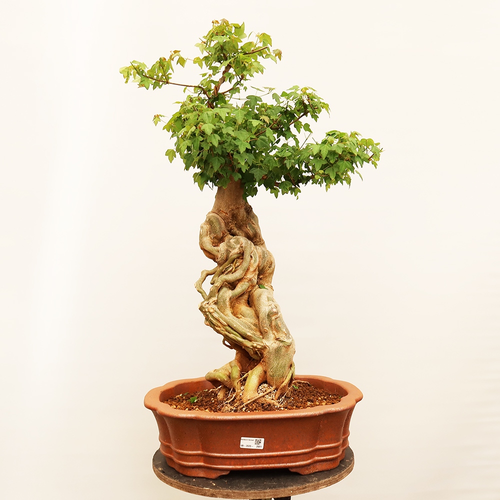 Vonkajšie bonsaje - Javor Burger - Acer Burgerianum