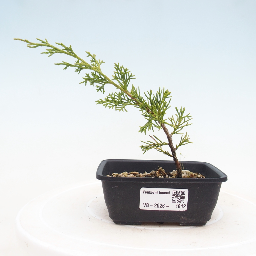 Vonkajší bonsaj - Juniperus chinensis Itoigawa