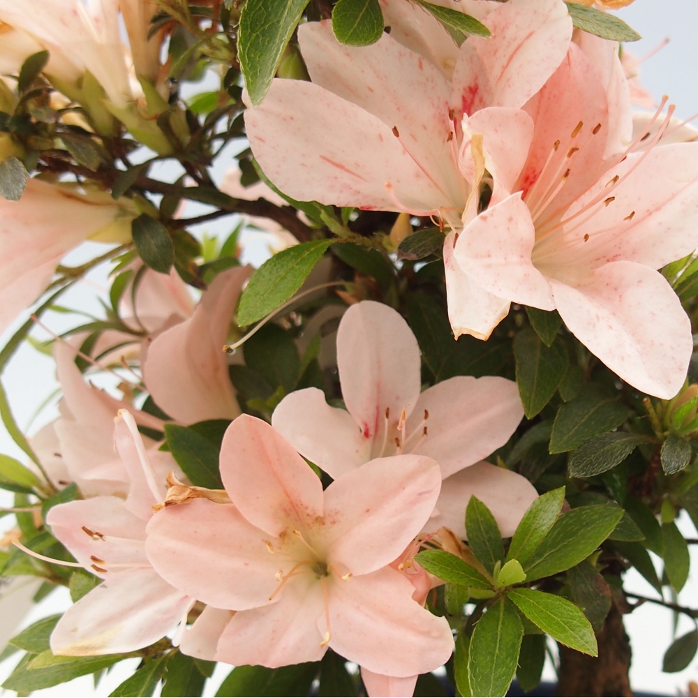 Vonkajší bonsai - Japonská azalka -  Azalea Nikko