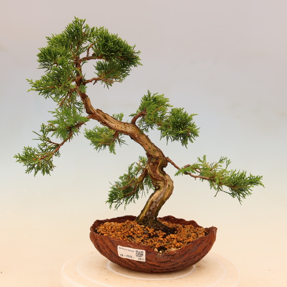Vonkajší bonsaj - Juniperus chinensis Itoigawa