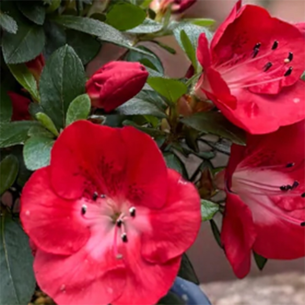 Vonkajšie bonsaje - Japonská azalka - Azalea Benibeni