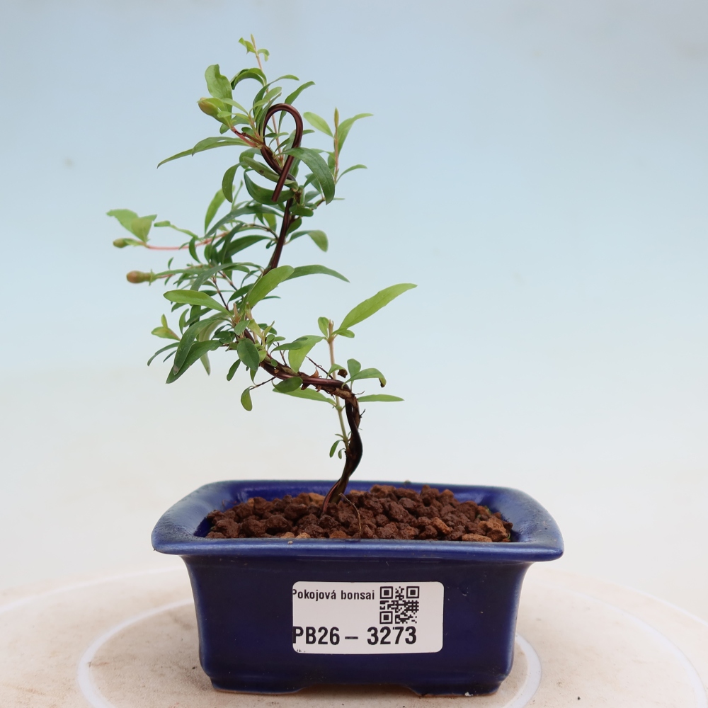 Izbový bonsaj-PUNICA granatum nana-Granátové jablko
