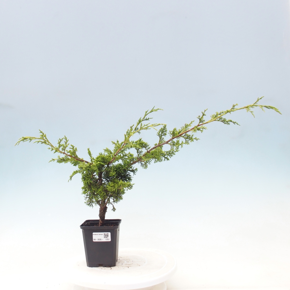 Vonkajší bonsaj - Juniperus chinensis Itoigawa