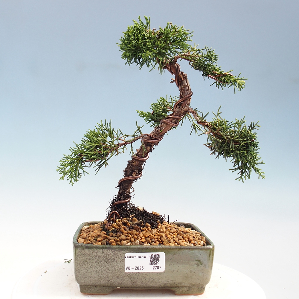 Vonkajší bonsai - Juniperus chinensis Kishu -Jalovec čínsky