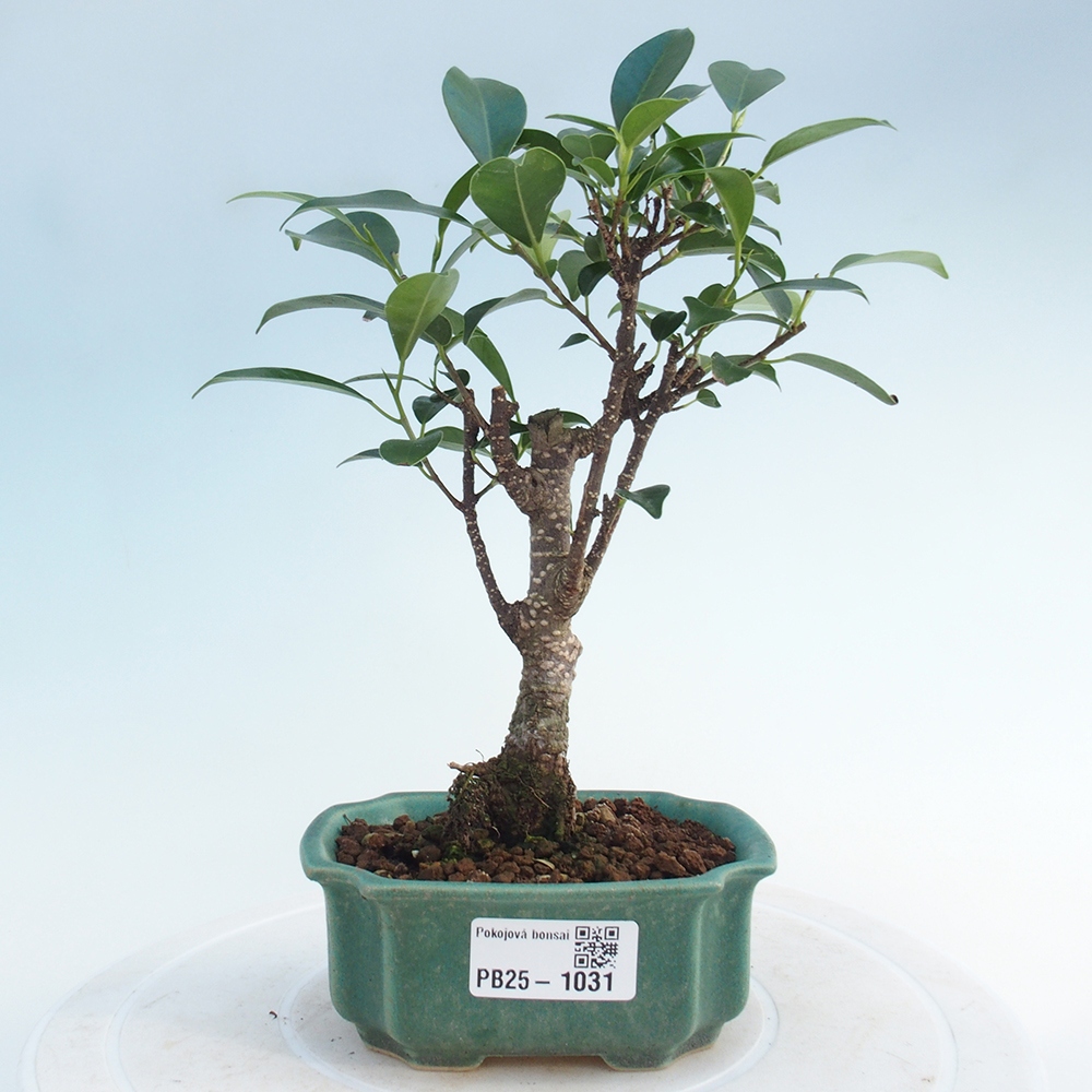 Izbová bonsai - Malolistý fikus - Ficus kimmen