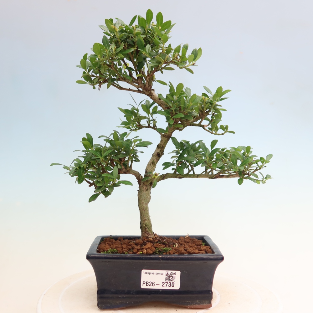 Izbový bonsaj - Ilex crenata - Cesmína