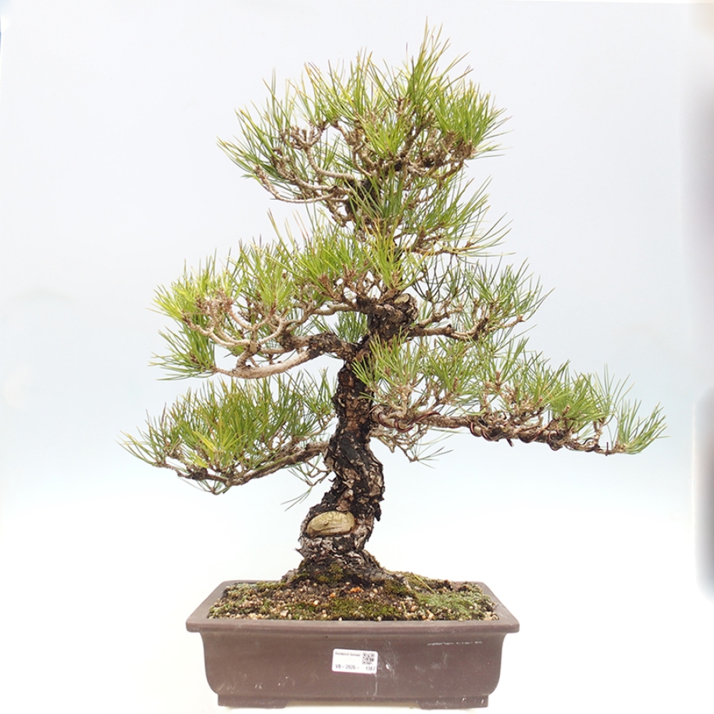 Vonkajšie bonsaje - Pinus thunbergii - borovica Thunbergova