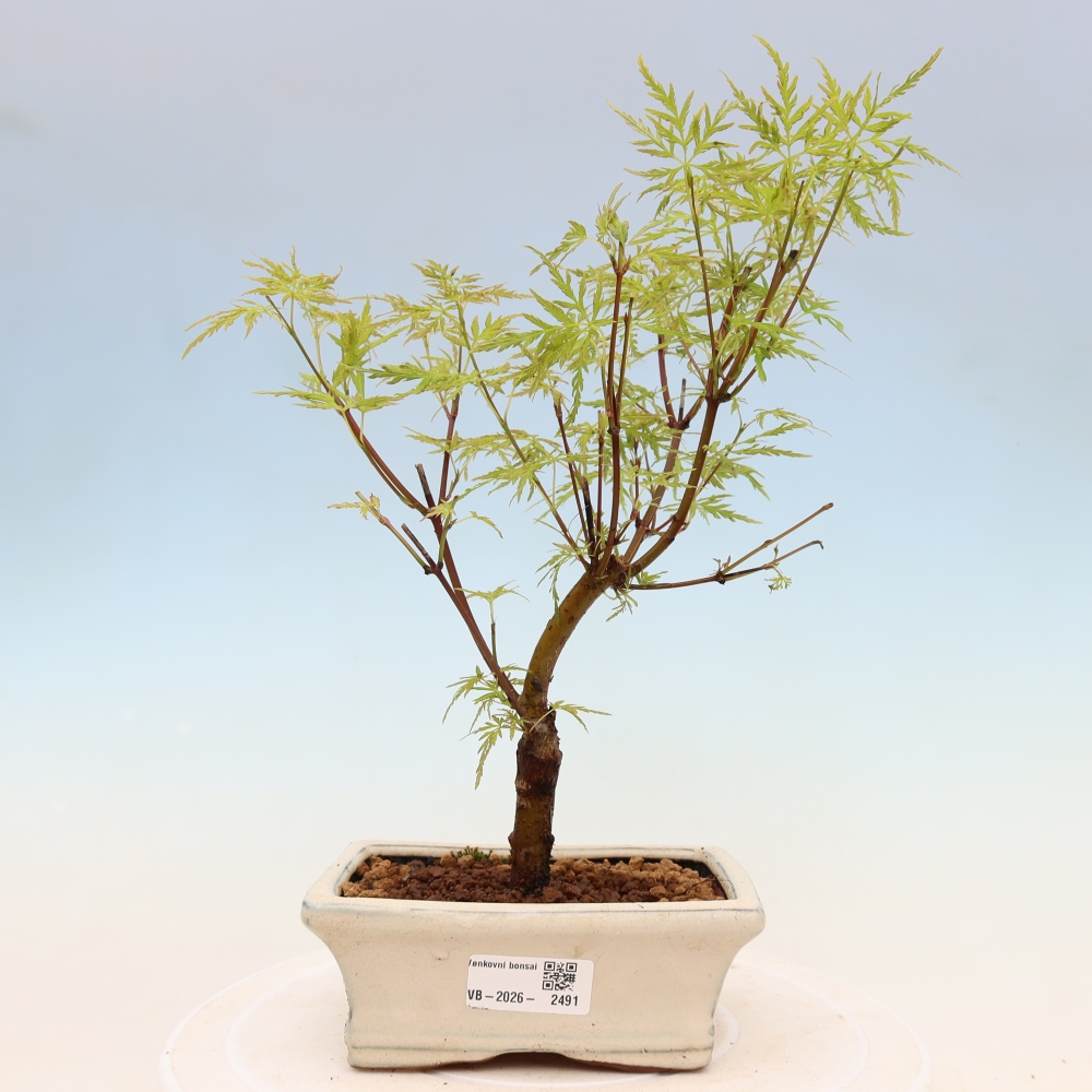 Vonkajší bonsai – Acer palmatum Dissectum – javor dlaňolistý 