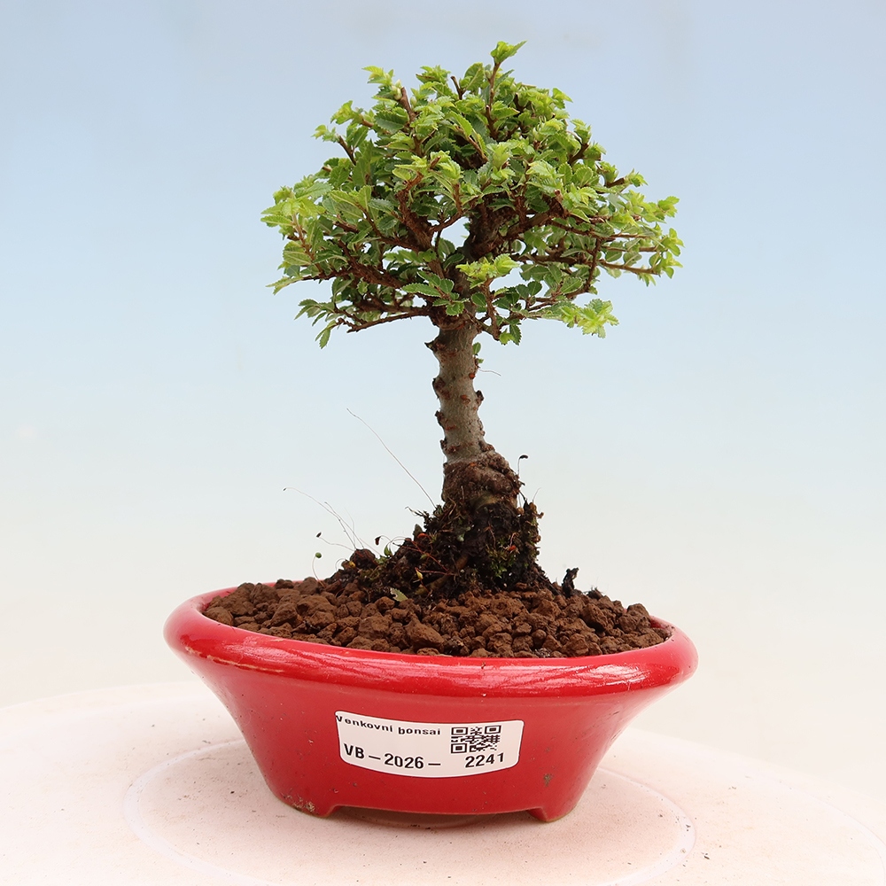 Vonkajší bonsai – Ulmus parvifolia Sagei – javor malolistý
