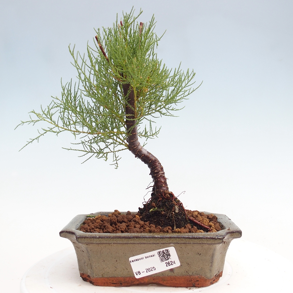 Vonkajší bonsai - Tamariška - Tamarix
