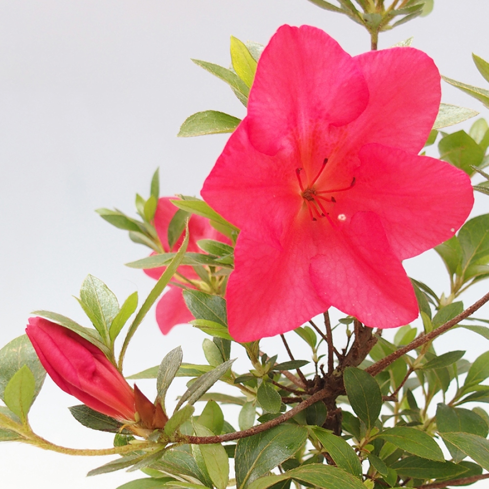 Vonkajší bonsai - Japonská azalka - Azalea Saien