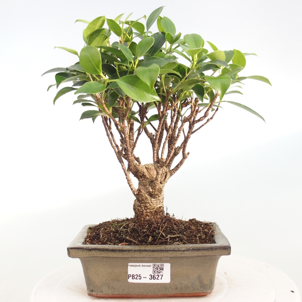 Izbová bonsai - Ficus retusa - malolistý fikus