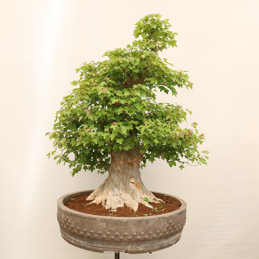 Vonkajšie bonsaje - Javor Burger - Acer Burgerianum