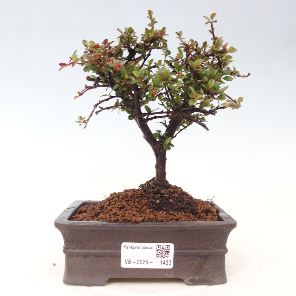 Vonkajšie bonsaje - Cotoneaster horizontalis - Skalnaté hory