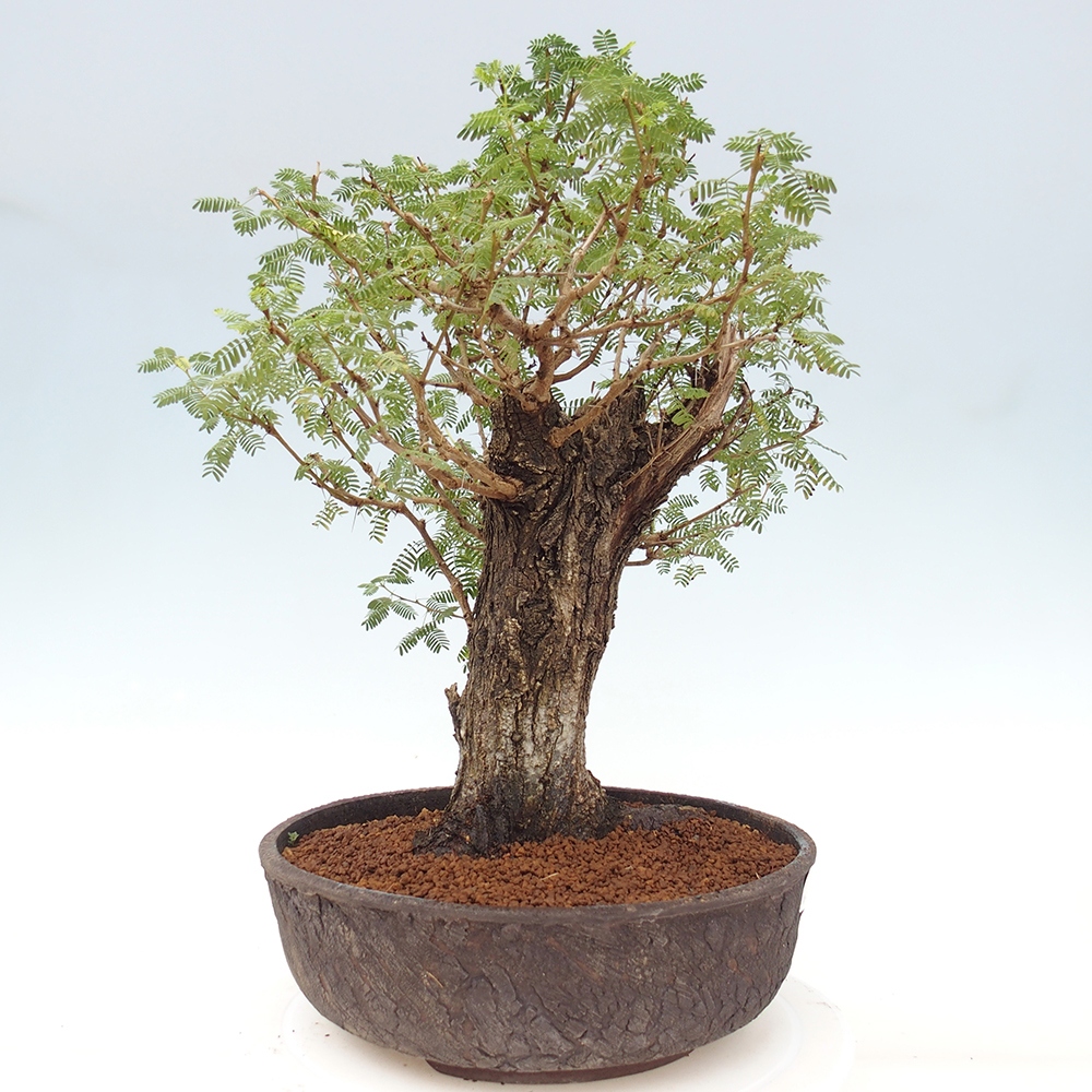 Izbová bonsai - Akacia Arabica