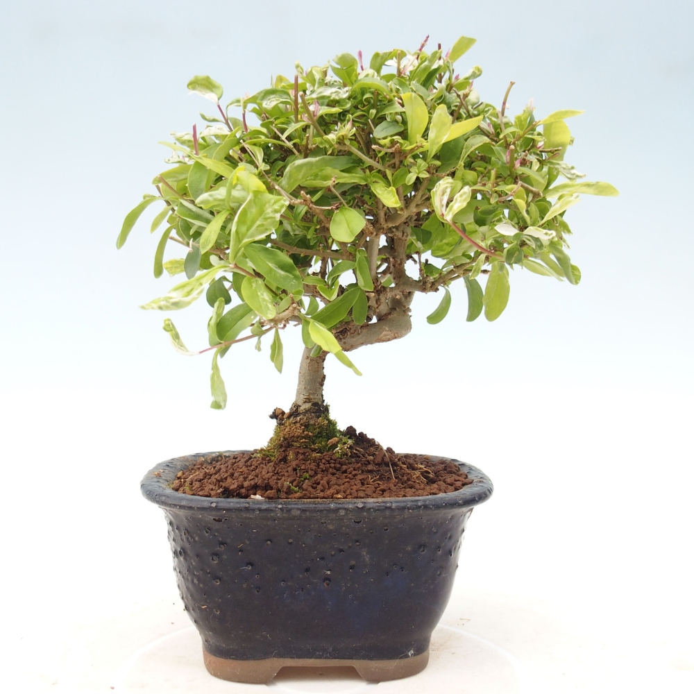 Vonkajší bonsai - Ligustrum obtusifolium - Vtáčí zob tupolistý