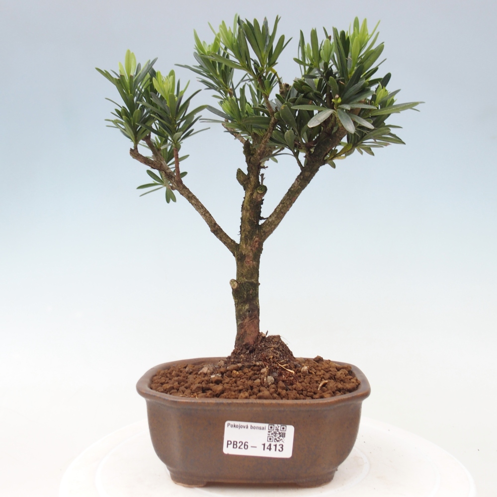 Izbové bonsaje - Podocarpus - Kamenný tis