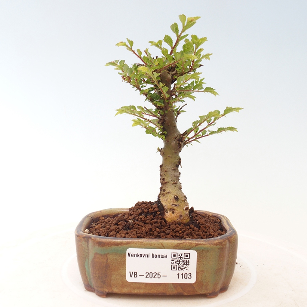Vonkajší bonsai - Ulmus parvifolia Sagei - Malolistý brest