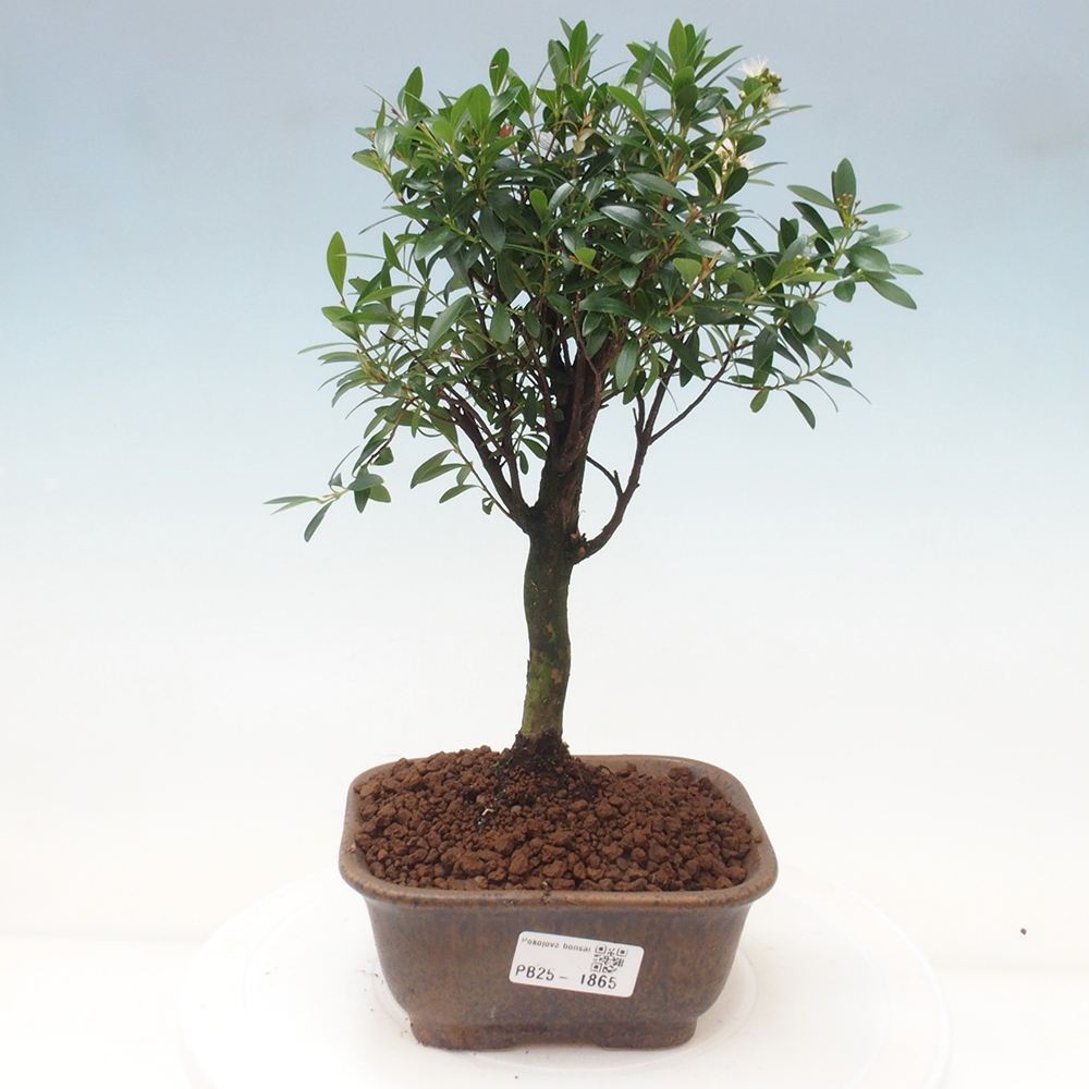 Izbová bonsai - Syzygium - pimentovníka