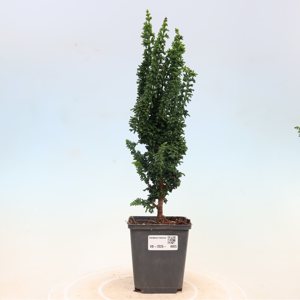 Vonkajší bonsaj - Cham. obtusa SEKKA HINOKI - Cypruštek