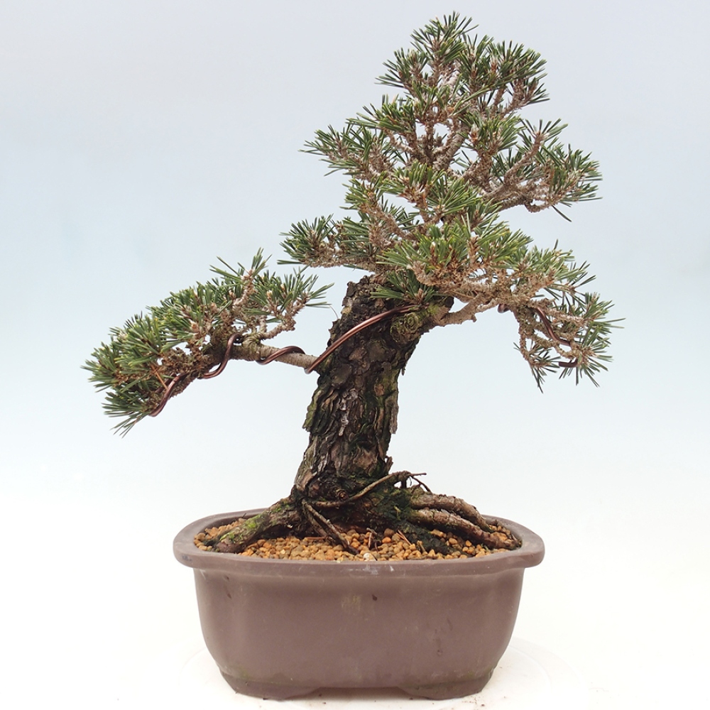 Vonkajší bonsaj - Pinus thunbergii Kotobuki - borovica Thunbergova