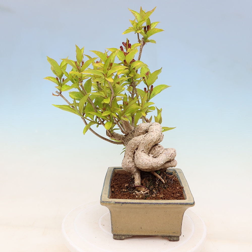 Vonkajší bonsai – Weigela subsessilis – vajgélia kórejská