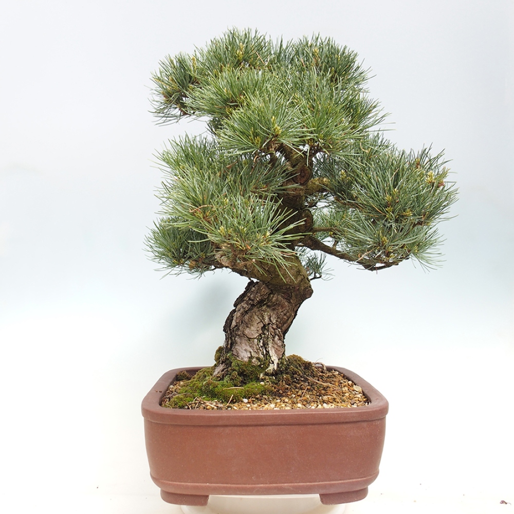 Vonkajšie bonsaje - Pinus parviflora - Pinus parviflora