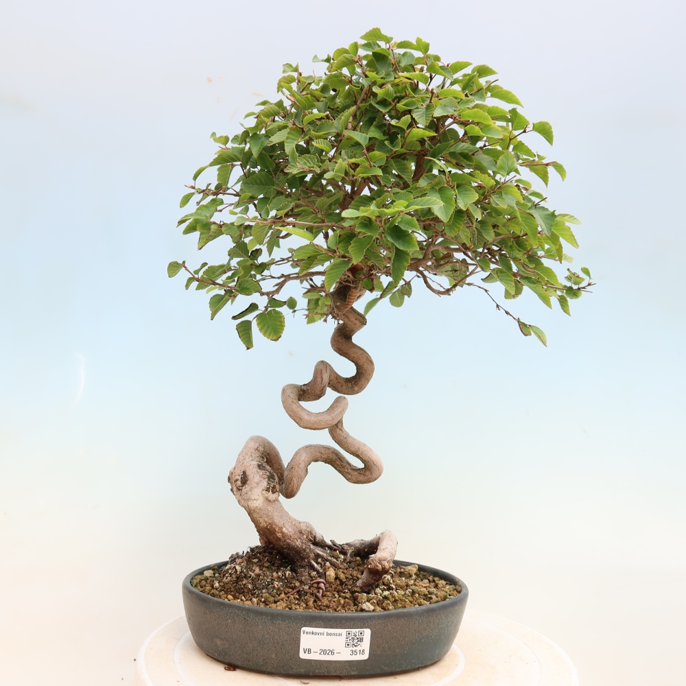 Vonkajšie bonsaje -Carpinus CARPINOIDES - Hrab kórejský