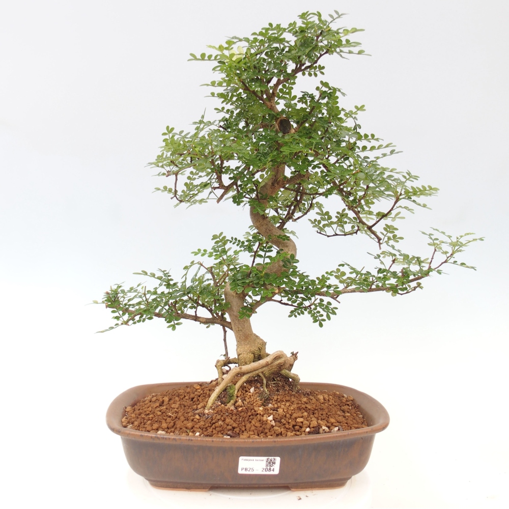 Izbová bonsai - Zantoxylum piperitum - korenistý