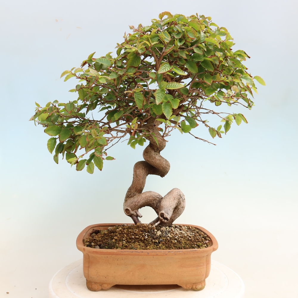 Vonkajšie bonsaje -Carpinus CARPINOIDES - Hrab kórejský