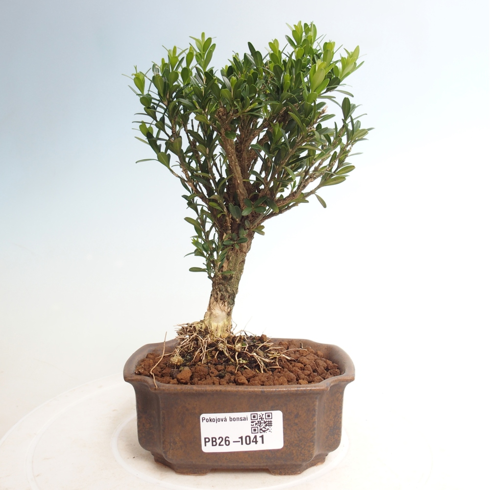 Izbové bonsaje - Buxus harlandii - korkový buxus