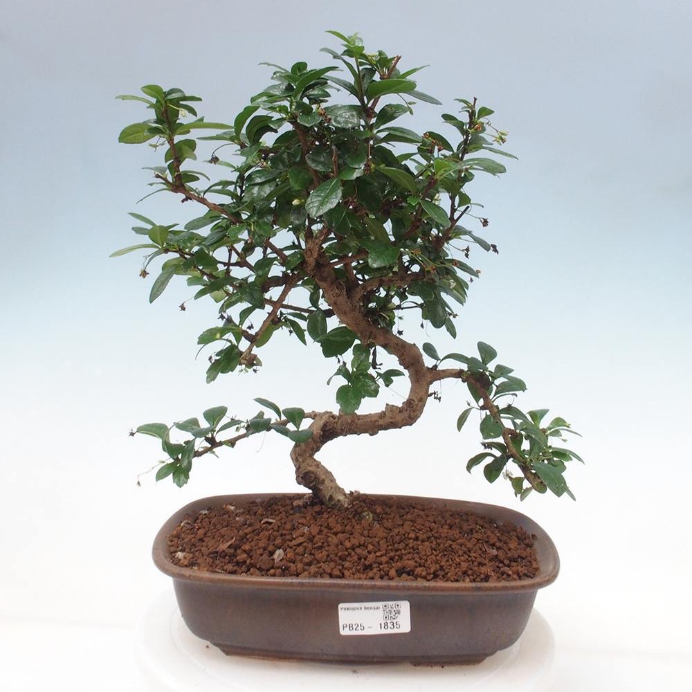 Izbová bonsai - Carmona macrophylla - Čaj fuki