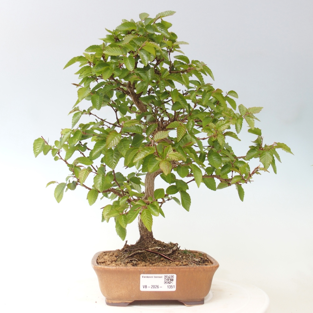 Vonkajšie bonsaje -Carpinus CARPINOIDES - Hrab kórejský