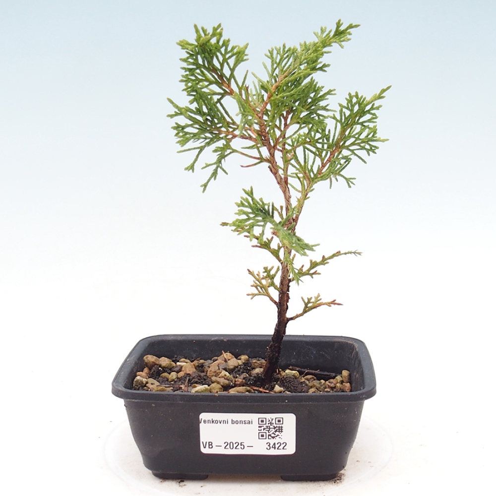 Vonkajší bonsaj - Juniperus chinensis Itoigawa