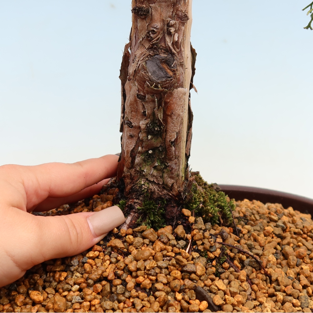 Vonkajší bonsaj - Juniperus chinensis Kishu