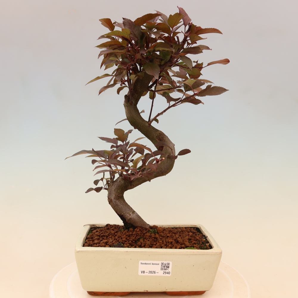 Vonkajší bonsai -Malus domestica - Maloplodá jabloň červenolistá