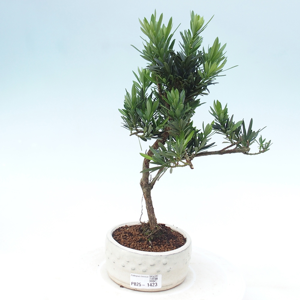 Izbová bonsai - Podocarpus - Kamenný tis