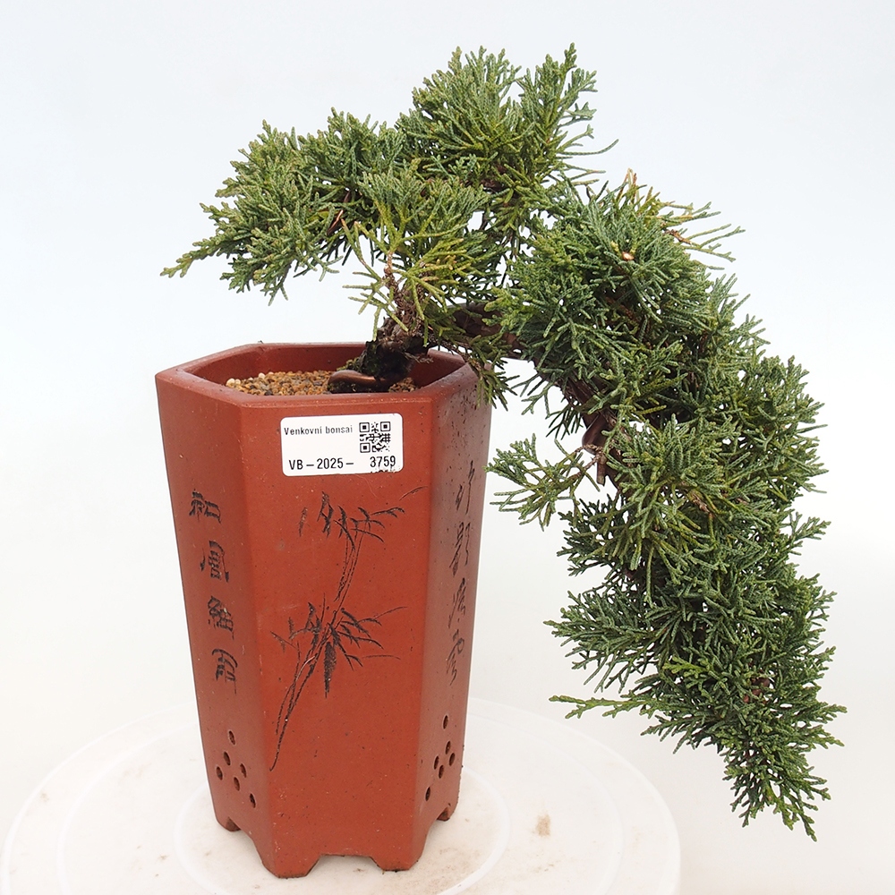 Vonkajší bonsaj - Juniperus chinensis Kishu