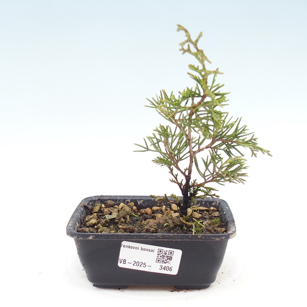 Vonkajší bonsaj - Juniperus chinensis Itoigawa