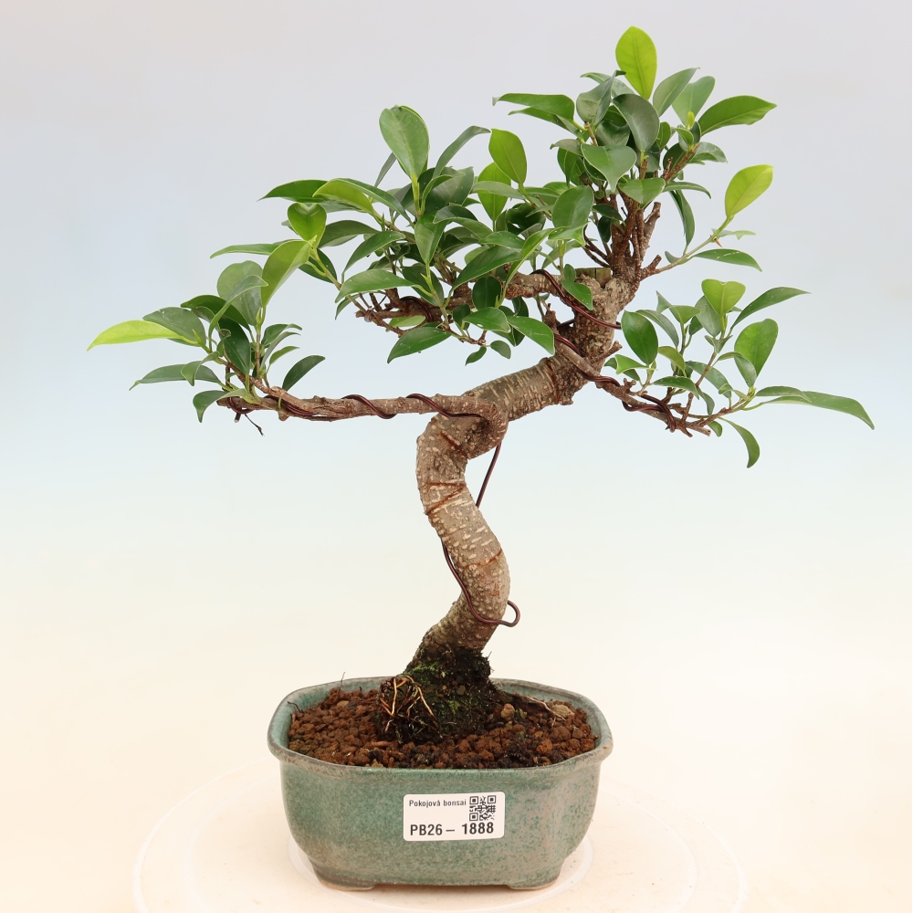 Izbový bonsaj - Ficus retusa - drobnolistý fikus